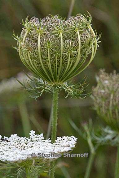 daucus carota 1 graphic